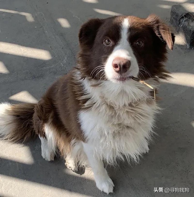 南通市通州区有偿寻找边境牧羊犬