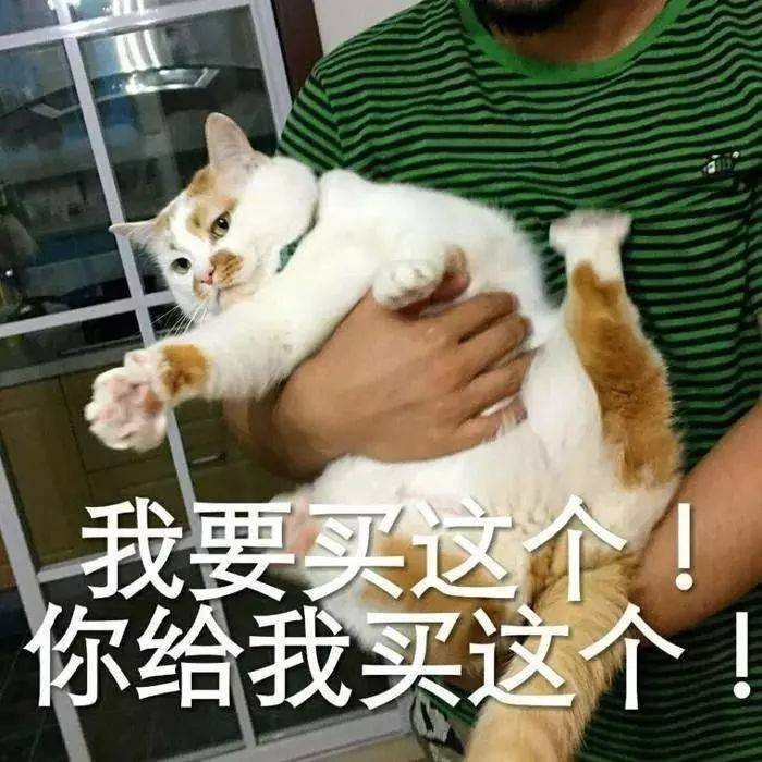 实话告诉你一般人不要养猫这些问题很多人受不了！