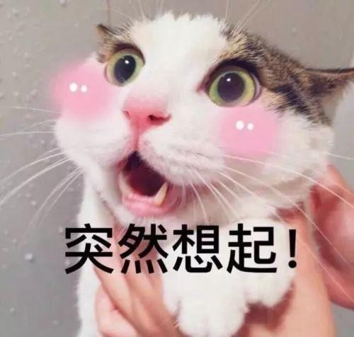 猫，根本不会在乎主人……？