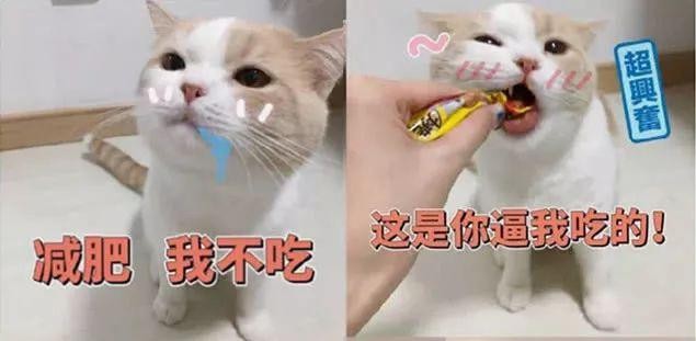 橘猫·表情包：减肥，我不吃，别逼我，主人：委屈，看着好心酸！