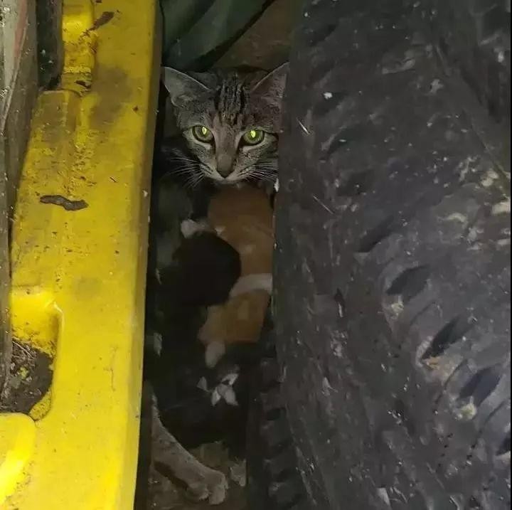 一怀孕猫听说她爱救助流浪猫于是就盯上了