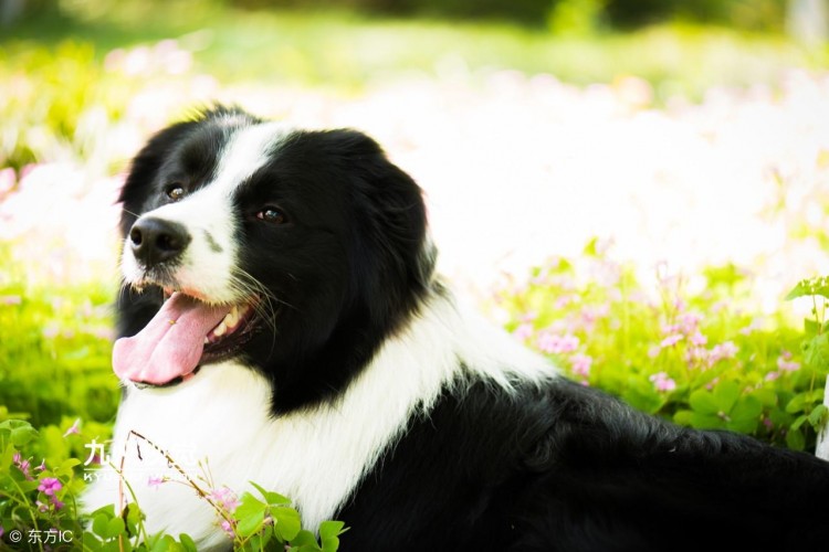 边境牧羊犬智商第一，为什么养的人很少？