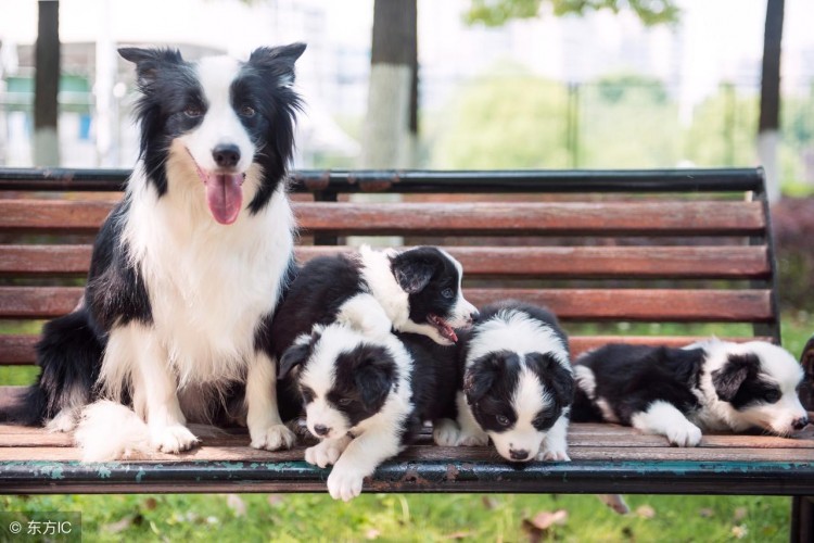 边境牧羊犬智商第一为什么养的人很少