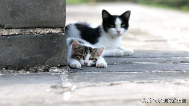 别等我了！我还有别的猫！