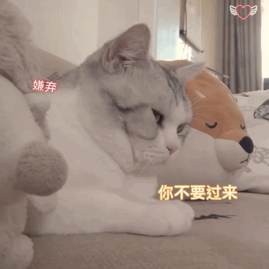 养猫禁忌：猫咪非常讨厌这些事不喜欢你是有原因的