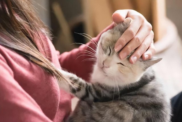 当你在“撸猫”时，你知道小猫的脑袋在想什么吗？