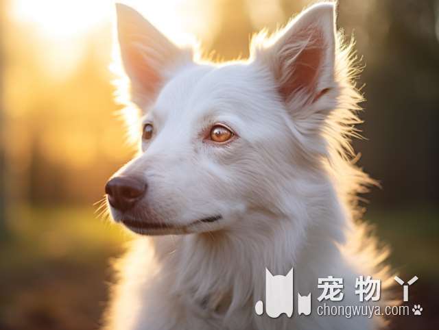 柴犬的优势和劣势