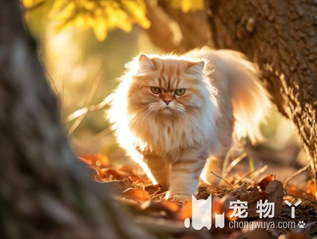 金吉拉猫的四大保护表现