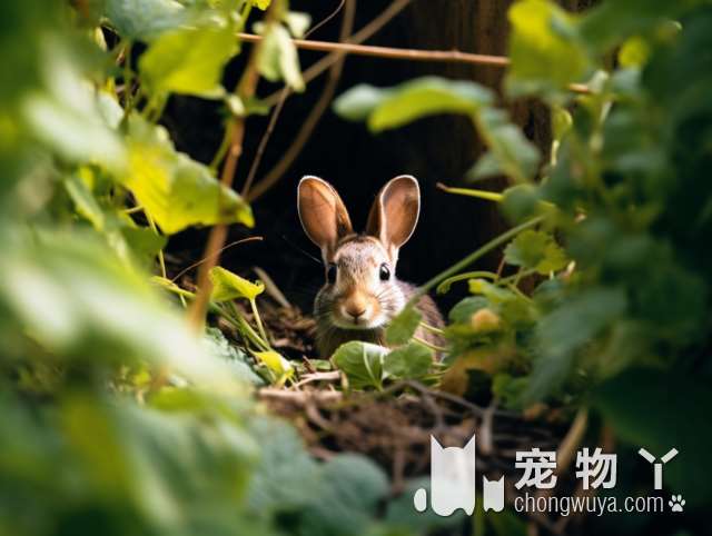 北京暖宠家：有多少人家的宠物会来这里洗澡?